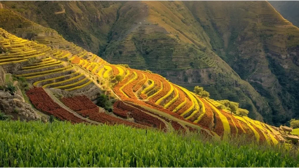 Terrazas agrícolas incas en el Valle Sagrado con cultivos de quinua y papa nativa escalonados en laderas andinas